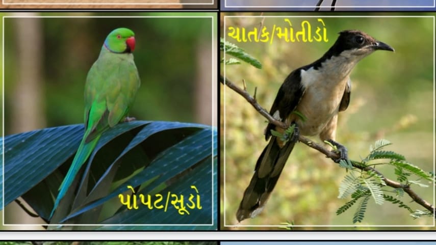 Gujarat Birds