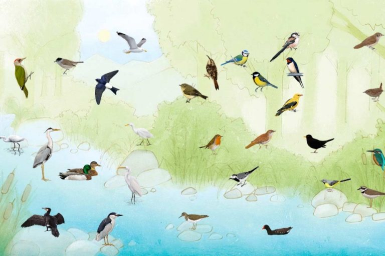 100 Birds sounds, calls, voices ! Amazing Technology
